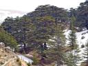 The Lebanon cedars
