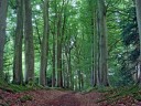 The dark, spooky forest next door
